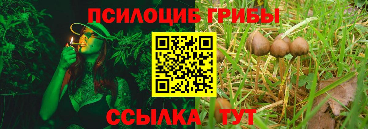 Псилоцибиновые грибы Psilocybine cubensis Севастополь