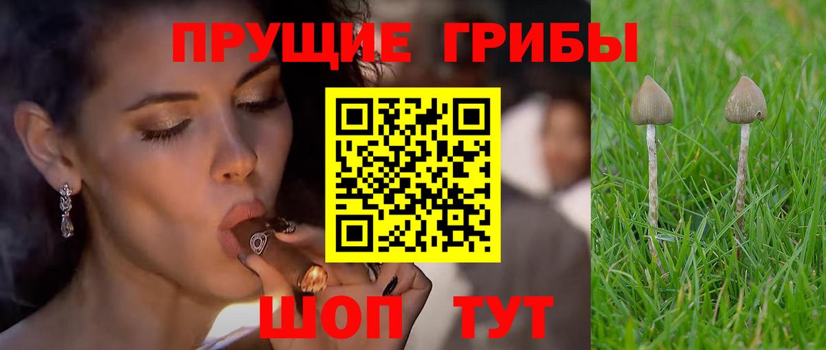 Галлюциногенные грибы GOLDEN TEACHER  Вход с VPN  Галлюциногенные грибы Psilocybe  Севастополь 